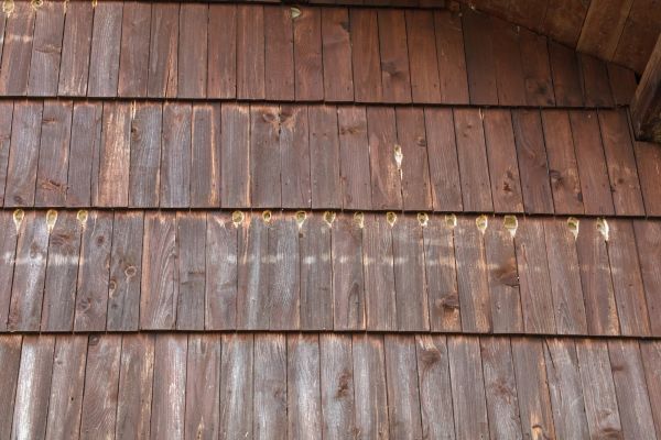 Woodpecker Hole Filling in East Lansing