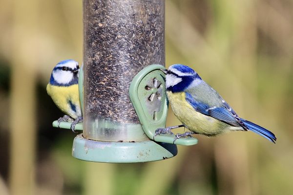 Bird Feeder Mounting Service in East Lansing