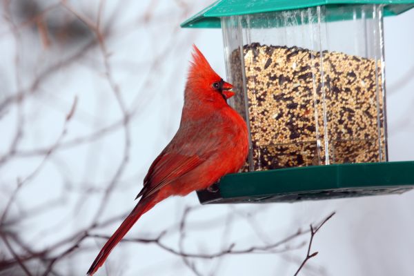Bird Feeder Hanging in East Lansing
